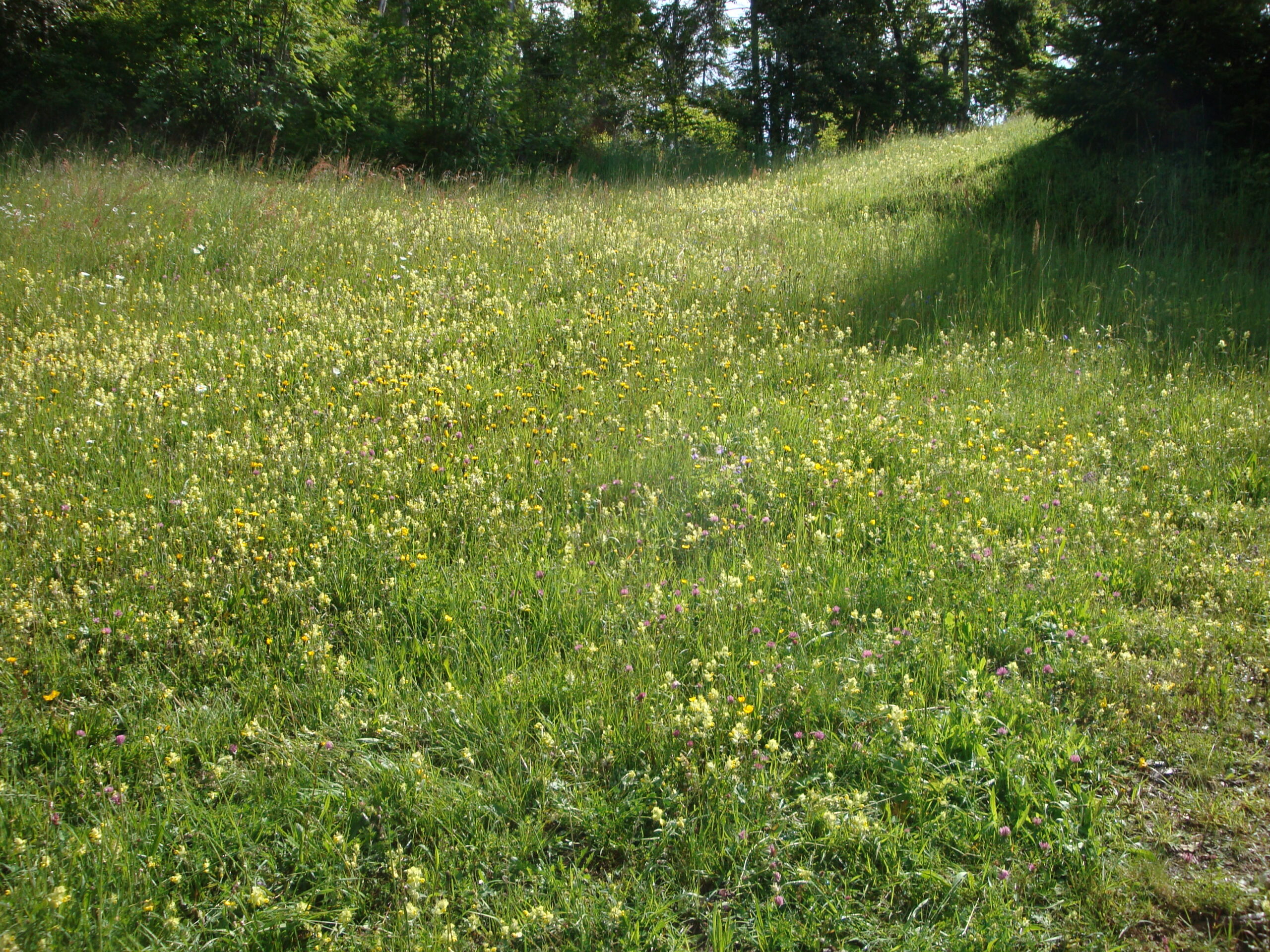 Naturbestattung in Deutschland – Bild 2