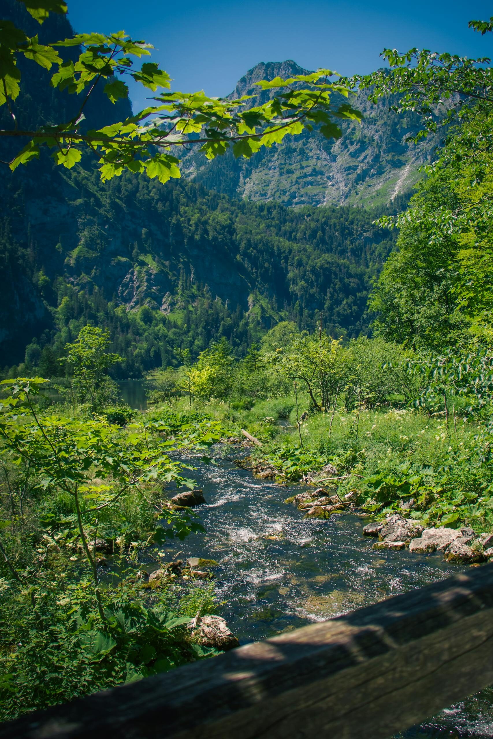 A serene alpine stream with lush greenery and mountains in a summer landscape.